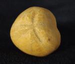 Plesiaster tranghayensis (LAMBERT 1936) - Bild &copy; FossNet FossilienStore